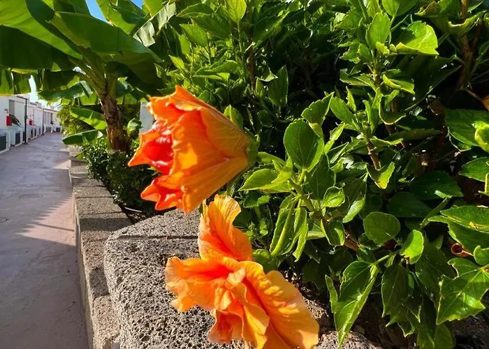 Malibu Blue Appartement Costa Adeje (Tenerife)